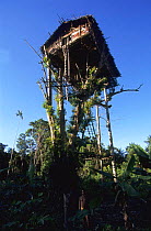 Traditional Korowai house in a tree 35 meters up, Western Papuasia, former Irian-Jaya, Indonesia. 1999 / 2000. (West Papua).