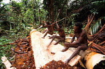Sago harvest - Korowai women crushing the trunk of a sago-tree, Western Papuasia, former Irian-Jaya, Indonesia. 1999 / 2000. (West Papua).