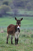 Domestic donkey {Equus asinus} standing in field, Island of Lesvos, Greece