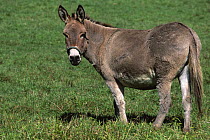 Domestic donkey {Equus asinus} standing in field, Vermont, USA