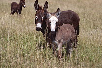 Domestic donkey {Equus asinus} jennet and foal, standing in field, Vermont, USA