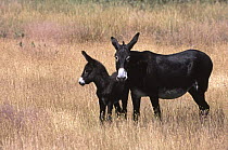 Domestic donkey {Equus asinus} jennet and foal standing in field, Vermont, USA