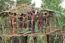 Korowai men building a house on top of a 25 meter high tree, Western Papuasia, Indonesia. 1999 / 2000. (West Papua).