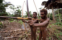 Two Korowai hunters pointing bow + arrow, Western Papuasia, Indonesia. 1999 / 2000. (West Papua).