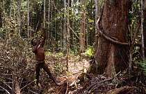 Korowai hunter shooting a paradise bird in a tree, Western Papuasia, Indonesia. 1999 / 2000. (West Papua).