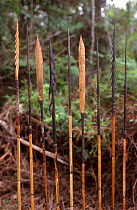 Typical Papuan arrows used by Korowai people, Western Papuasia, Indonesia. 1999 / 2000. (West Papua).