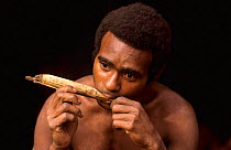 Korowai man playing a traditional harp, Western Papuasia, Indonesia. 1999 / 2000. (West Papua).