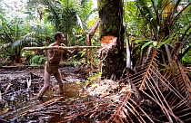 Korowai man cutting a sago trunk for the sago harvest, Western Papuasia, Indonesia. 1999 / 2000. (West Papua).