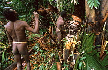 Koroway man cutting a sago trunk for the sago harvest, Western Papuasia, Indonesia. 1999 / 2000. (West Papua).