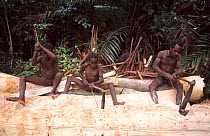 Korowai man crushing the trunk a sago-tree, Western Papuasia, Indonesia. 1999 / 2000. (West Papua).