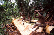 Korowai man crushing the trunk a sago-tree, Western Papuasia, Indonesia. 1999 / 2000. (West Papua).