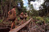 Korowai women returning to their home carrying firewood, Western Papuasia, Indonesia. 1999 / 2000. (West Papua).