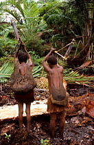 Korowai women crushing the trunk of a sago-tree, Western Papuasia, Indonesia. 1999 / 2000. (West Papua).