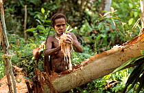 Korowai woman pressing out the pulp of a sago tree, Western Papuasia, Indonesia. 1999 / 2000. (West Papua).