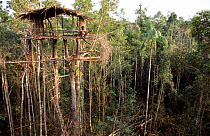 Traditional Korowai house perched in a tree 25 meters above the ground, Western Papuasia, Indonesia  1999 / 2000. (West Papua).