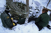 Rangers examine a Black bear {U americanus} den site, Parc National de la Mauricie, Canada.