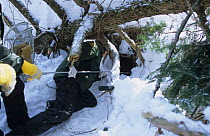 Rangers examine a Black bear {Ursus americanus} den site, Parc National de la Mauricie, Canada.