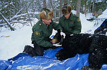 Rangers attach a radio tracking collar to a Black bear {Ursus americanus}, Parc National de la Mauricie, Canada.