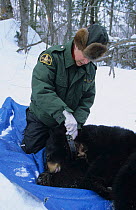 Rangers fit a radio tracking device on a female Black bear, Canada.
