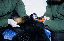 Rangers fit an ear tag on a female Black bear Parc National de la Mauricie Canada.