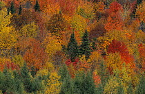 Foret des Laurentides autumn tree canopy, Canada.