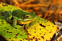 Green tree frog {Hyla cinerea} resting on leaf, North Carolina, USA.