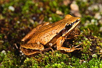 Brimleys chorus frog {Pseudacris brimleyi} resting on moss, North Carolina, USA.