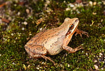 Western / Upland Chorus frog {Pseudacris triseriata}, North Carolina, USA.