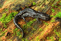 Mabees salamander {Ambystoma mabeei} resting on fallen tree trunk, North