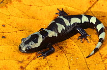 Marbled salamander {Ambystoma opacum} resting on leaf, North Carolina, USA.