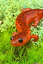 Mud salamander {Pseudotriton montanus} resting on lichen, North Carolina, USA.