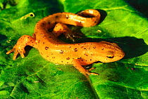 Red spotted / Eastern newt {Notophthalamus viridescens}, North Carolina, USA.