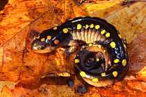 Spotted salamander {Ambystoma maculatum} resting on leaf, North Carolina, USA.