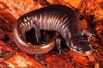 A rare spotless Spotted salamander {Ambystoma maculatum}, North Carolina, USA.