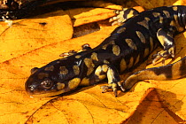 Tiger salamander {Ambystoma tigrinum} resting on leaf, North Carolina, USA.