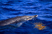 Female Dense beaked whale {Mesoplodon densirostris} surfacing, Bahamas, Caribbean.