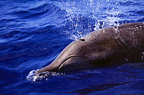 Female Dense beaked whale {Mesoplodon densirostris} surfacing, Bahamas, Caribbean.