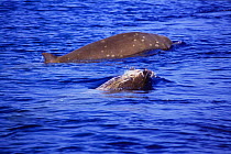 Male and female Dense beaked whale {Mesoplodon densirostris} surfacing, Caribbean.