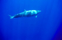 Female Dense beaked whales {Mesoplodon densirostris} underwater, Caribbean.