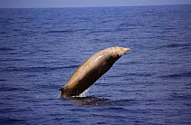 Cuviers beaked whale {Ziphius cavirostris} breaching, Ligurian Sea, Italy.