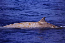 Cuviers beaked whale {Ziphius cavirostris} surfacing, with scars on back, Ligurian Sea, Italy