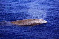 Cuviers beaked whale {Ziphius cavirostris} surfacing, Ligurian Sea, Italy.