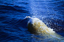 Male Cuviers beaked whale {Ziphius cavirostris} surfacing, Mediterranean Sea.