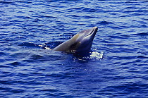Cuviers beaked whale {Ziphius cavirostris} spy hopping, Ligurian Sea, Italy.