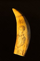 Carved and decorated Sperm whale tooth {Physeter macrocephalus} scrimshaw