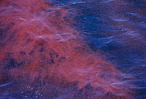 Large school of Krill {Euphausiacea sp.} at surface, Monterey Bay, USA.