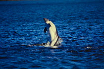 Peales dolphin {Lagenorhynchus australis} breaching, Falkland Islands.