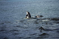 Chilean dolphin {Cephalorhynchus eutropia} spy hopping, Chile.