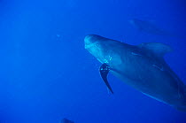 Short fin pilot whale {Globicephala macrorhynchus} swimming underwater, Bahamas