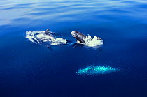 Rissos dolphins at surface {Grampus griseus} Ligurian Sea, Italy.